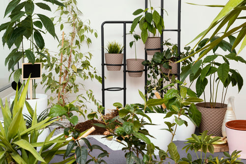 Outdoor Plants