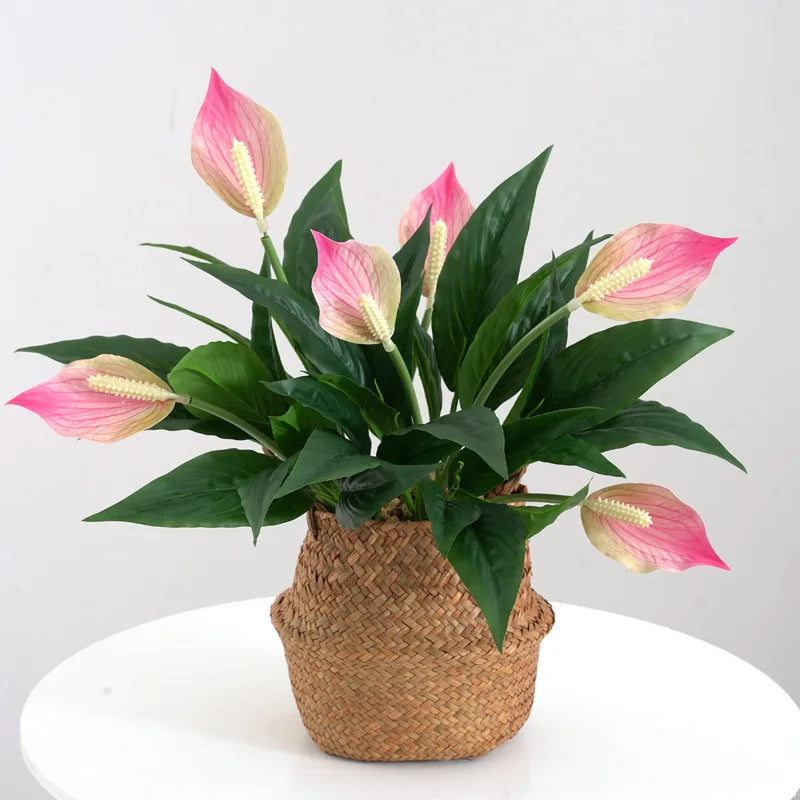 Pink Peace Lily Plant in Woven Basket for Home Decor and Indoor Gardening