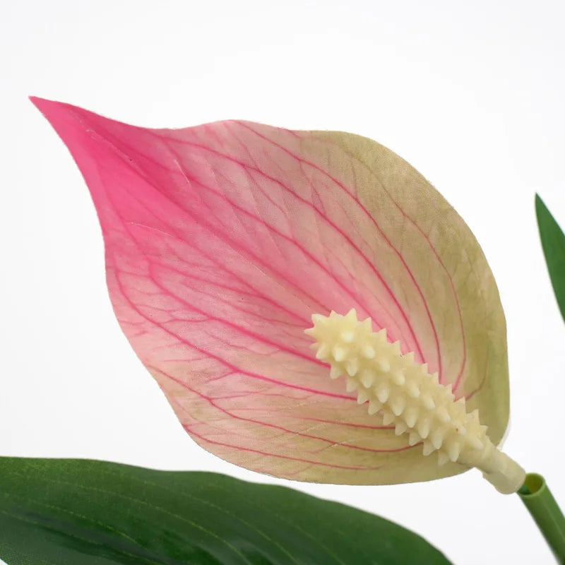 Beautiful Pink Anthurium Flower with Heart-Shaped Leaves for Home Decor from Mağazam