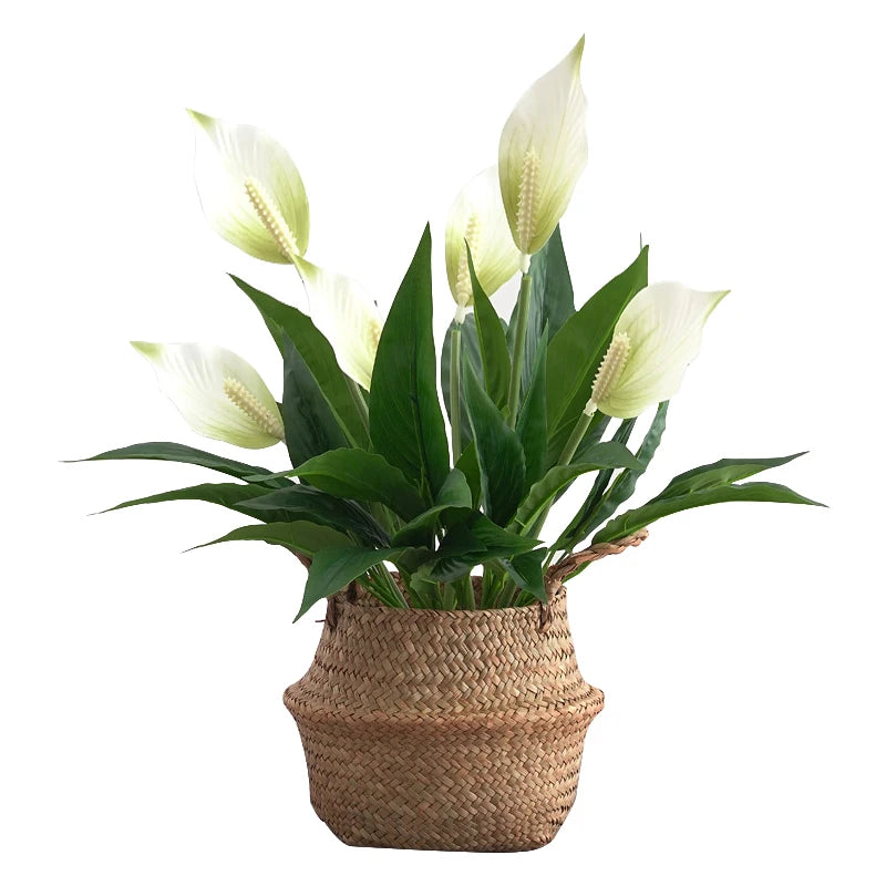 Peace Lily Plant in Woven Basket for Indoor Decoration with Bright White Flowers