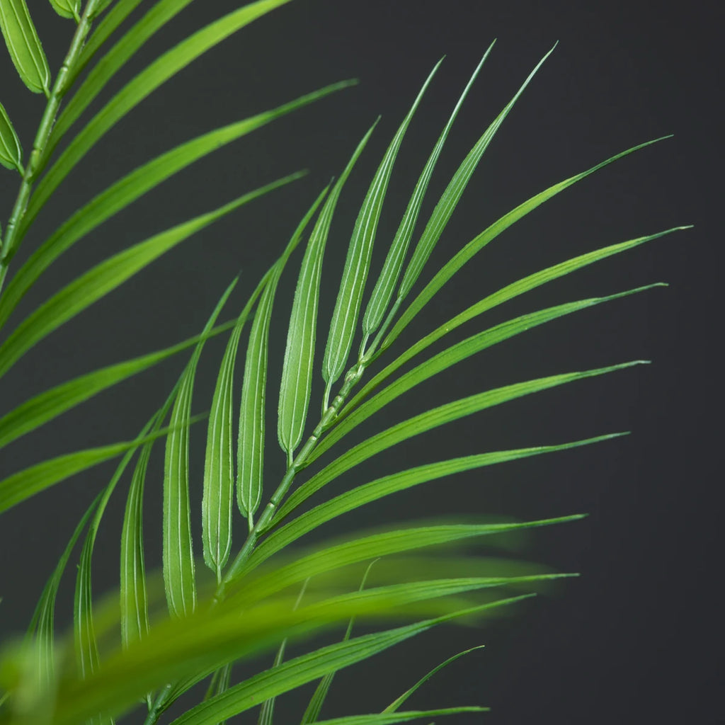 Close-up of green palm leaves showcasing a lush, tropical plant nature aesthetic