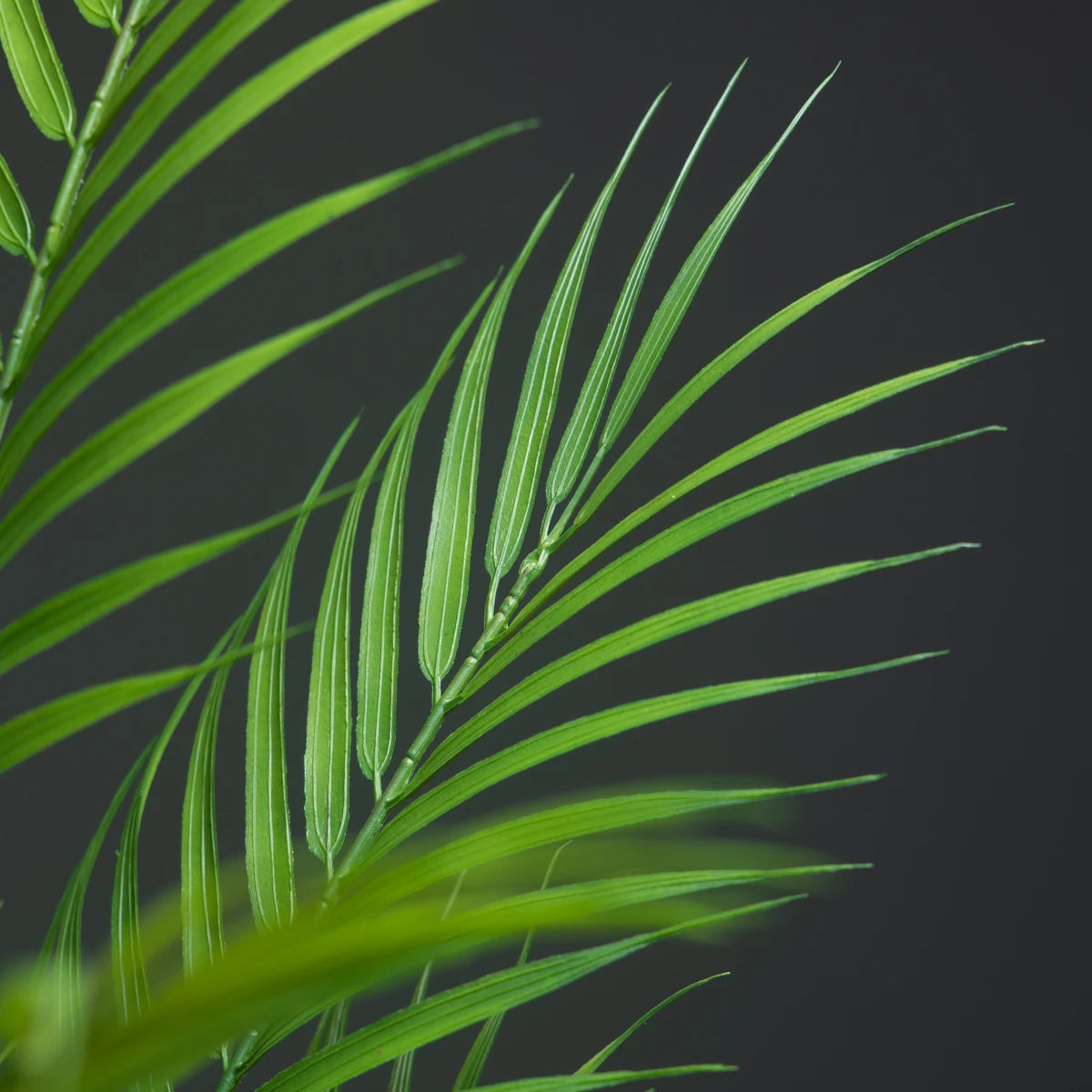 Close-up of green palm leaves showcasing a lush, tropical plant nature aesthetic