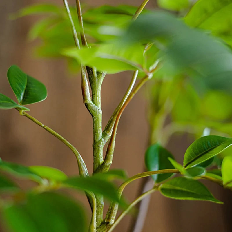Close-up of indoor plant with vibrant green leaves and sturdy stems