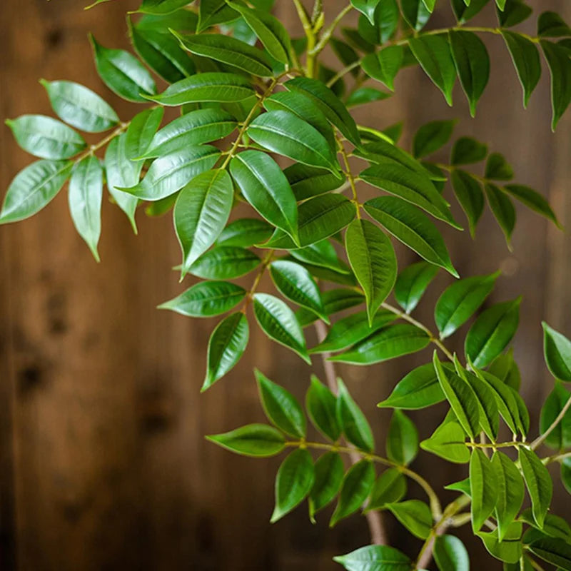 Indoor Green Plant with Lush Green Leaves for Home Decoration