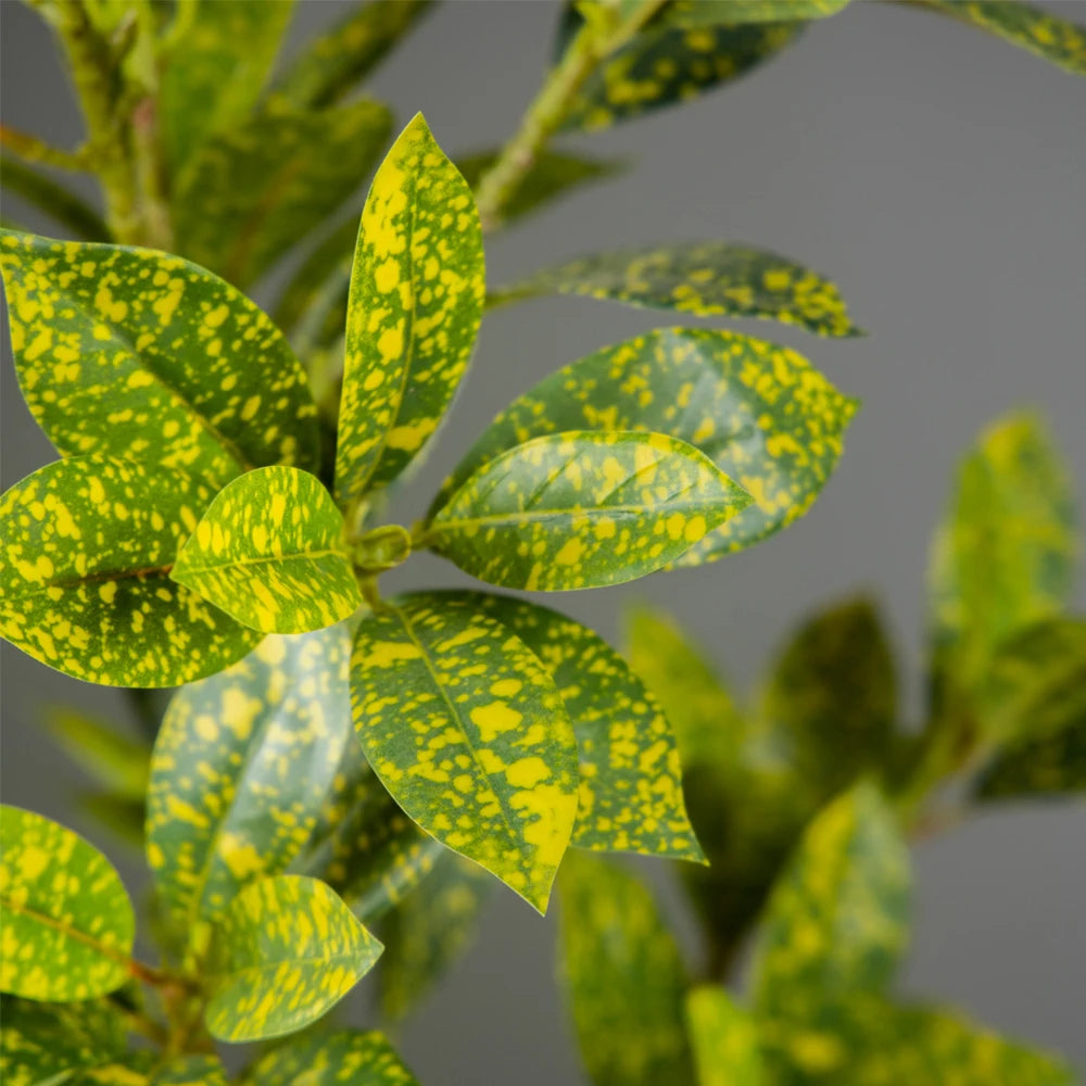 Decorative Indoor Plant with Variegated Yellow and Green Leaves for Home Decor