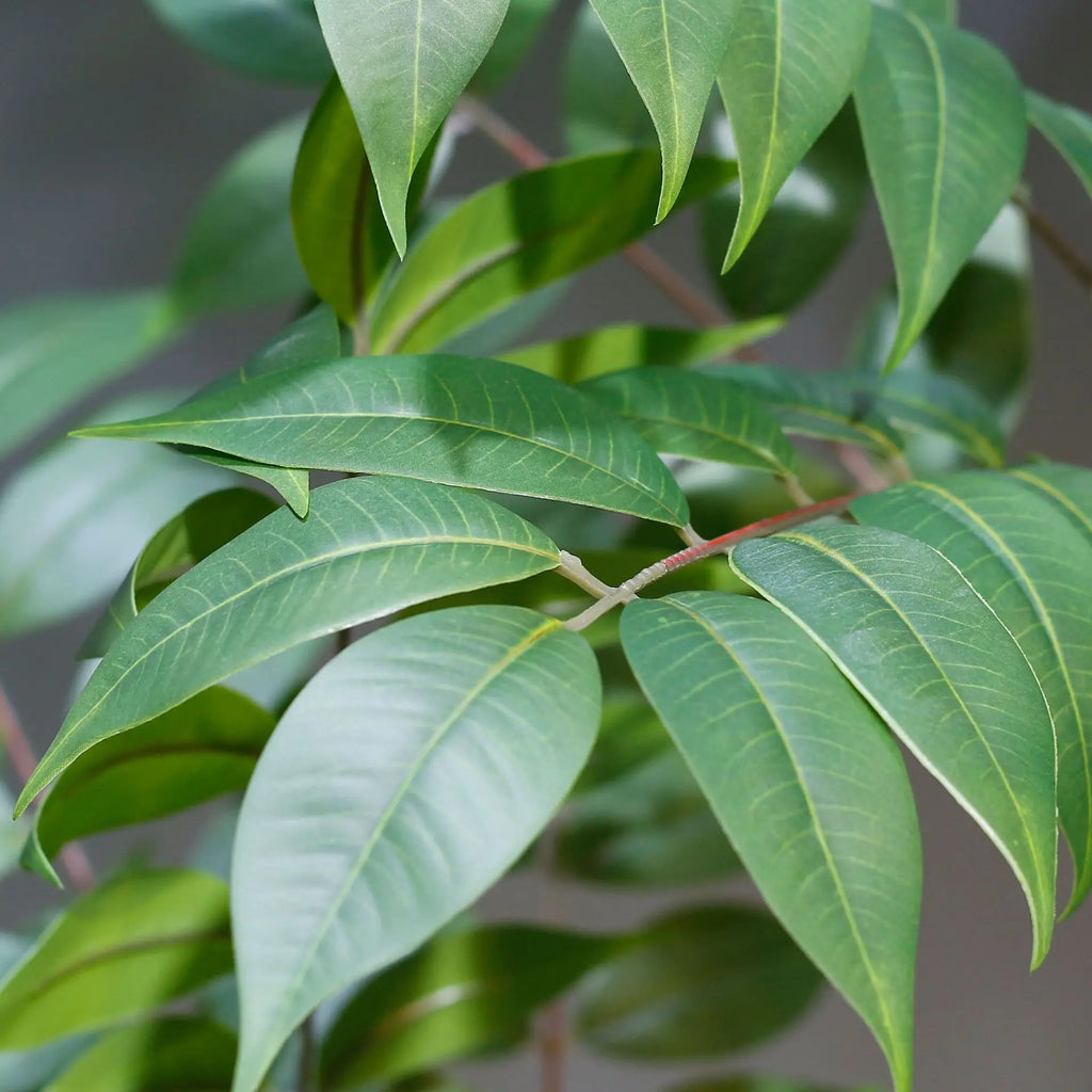 Indoor Ficus Plant with Lush Green Leaves for Home Decor and Air Purification
