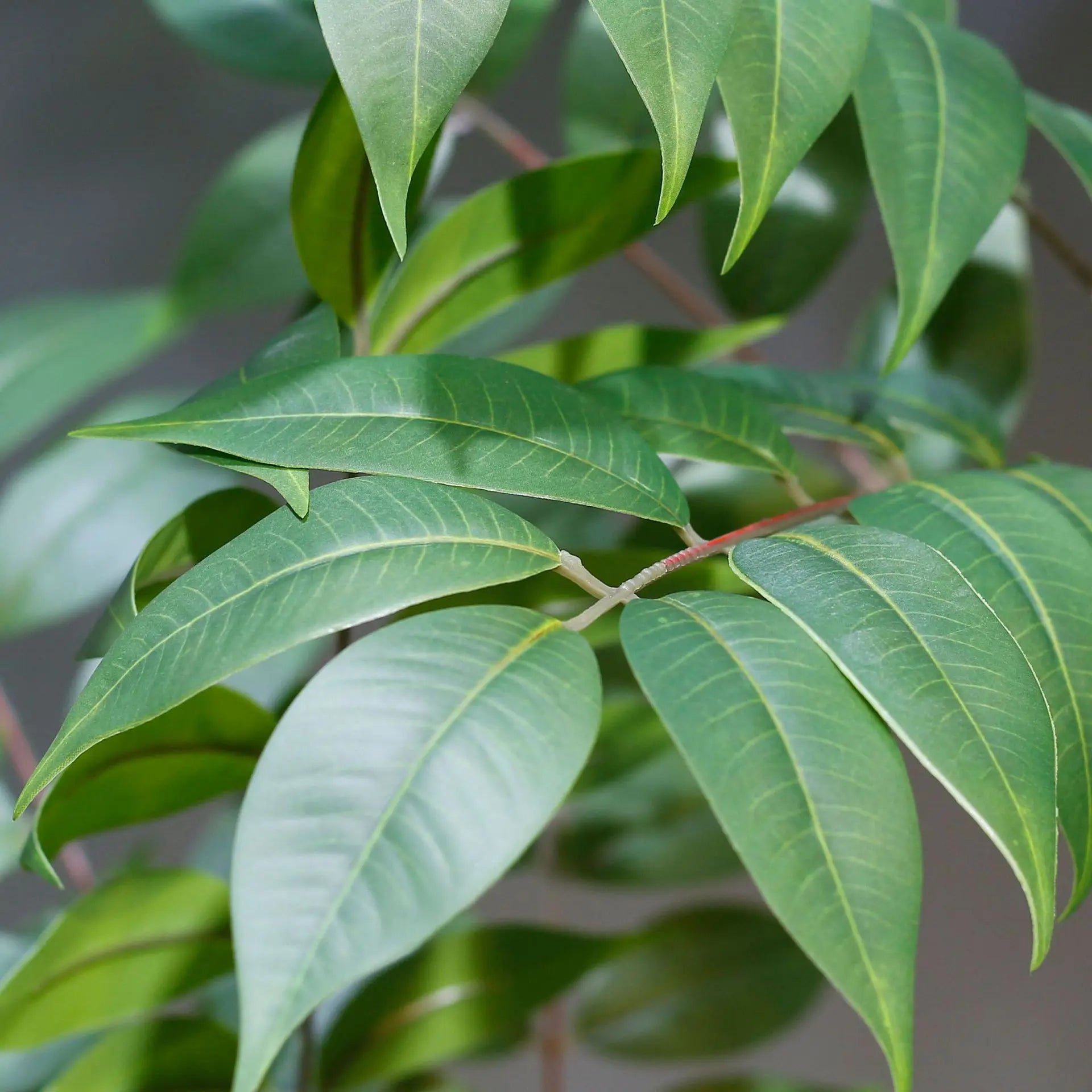 Indoor Ficus Plant with Lush Green Leaves for Home Decor and Air Purification