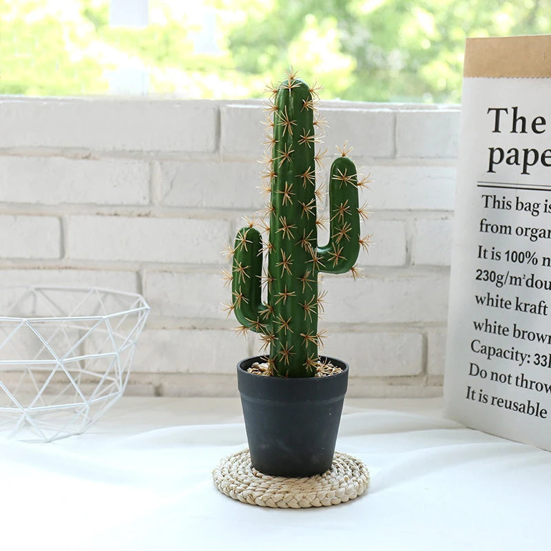 Green Cactus Plant in Black Pot for Indoor or Outdoor Decoration