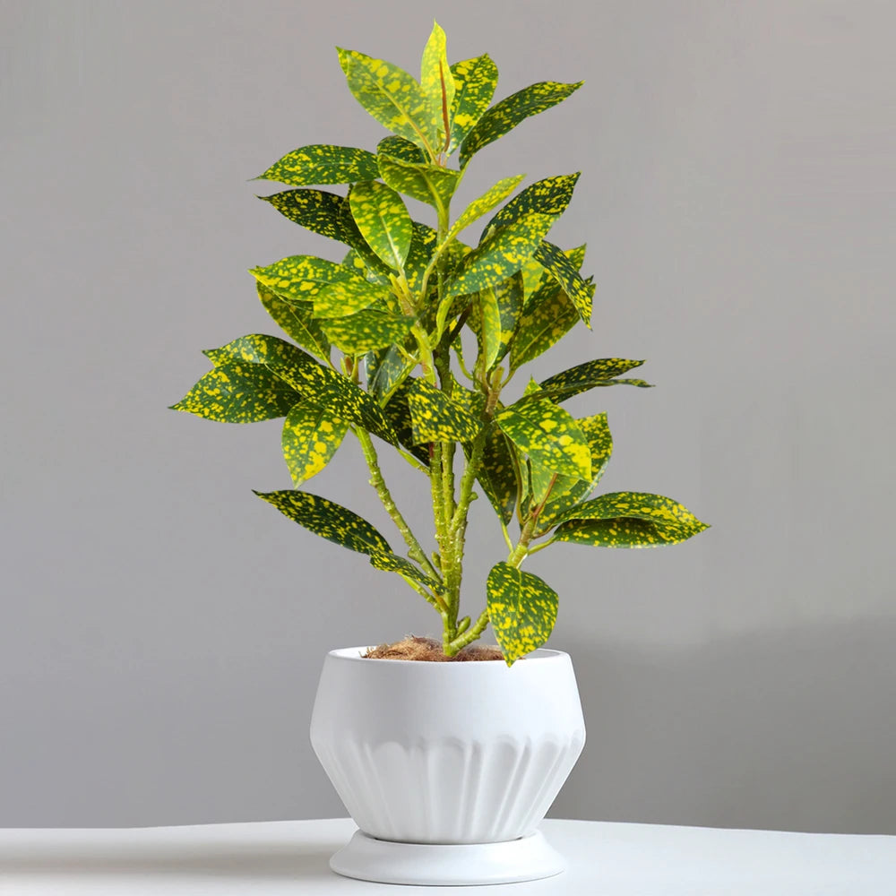 decorative indoor plant with vibrant green and yellow leaves in a white pot