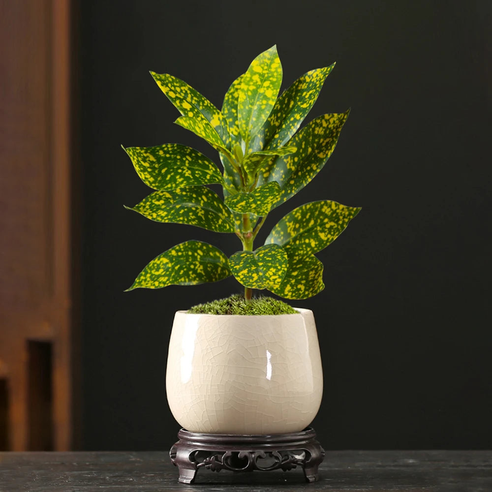 Indoor Potted Plant with Yellow Speckled Leaves in a White Ceramic Planter