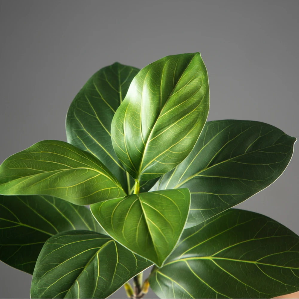 Fiddle Leaf Fig Plant with Glossy Green Leaves for Indoor Decoration