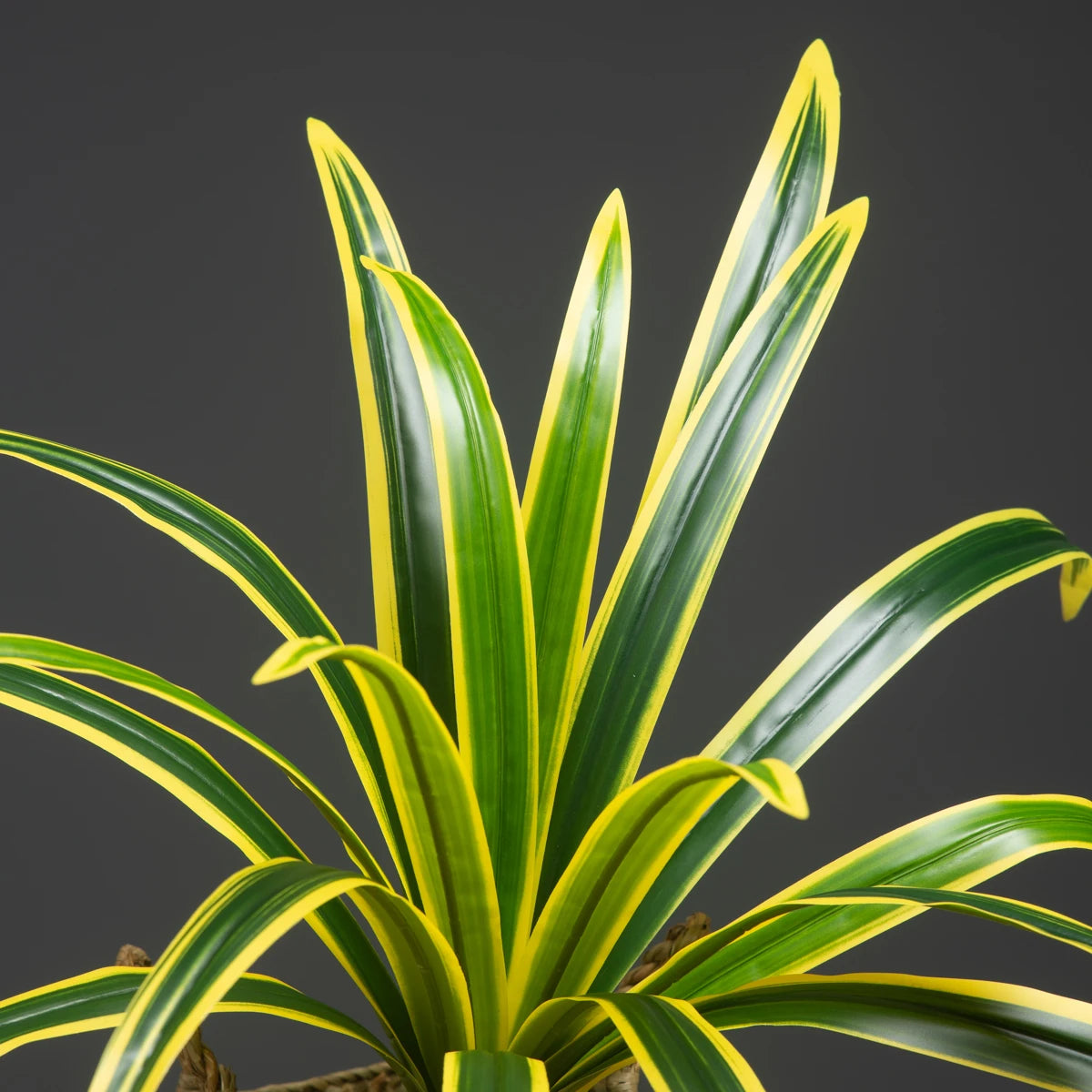 Indoor Dracaena Plant with Striking Green and Yellow Leaves for Home Decor