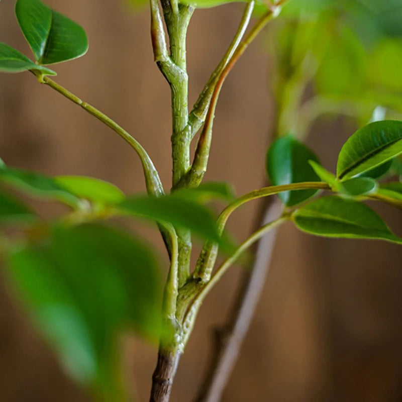 Close-up of Mağazam indoor plant with vibrant green leaves and sturdy stems for home decor