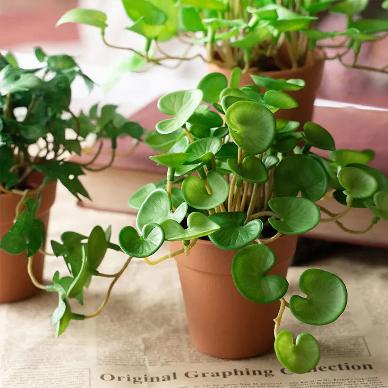 Potted Green Plants Featuring Varied Leaf Shapes for Home Decoration