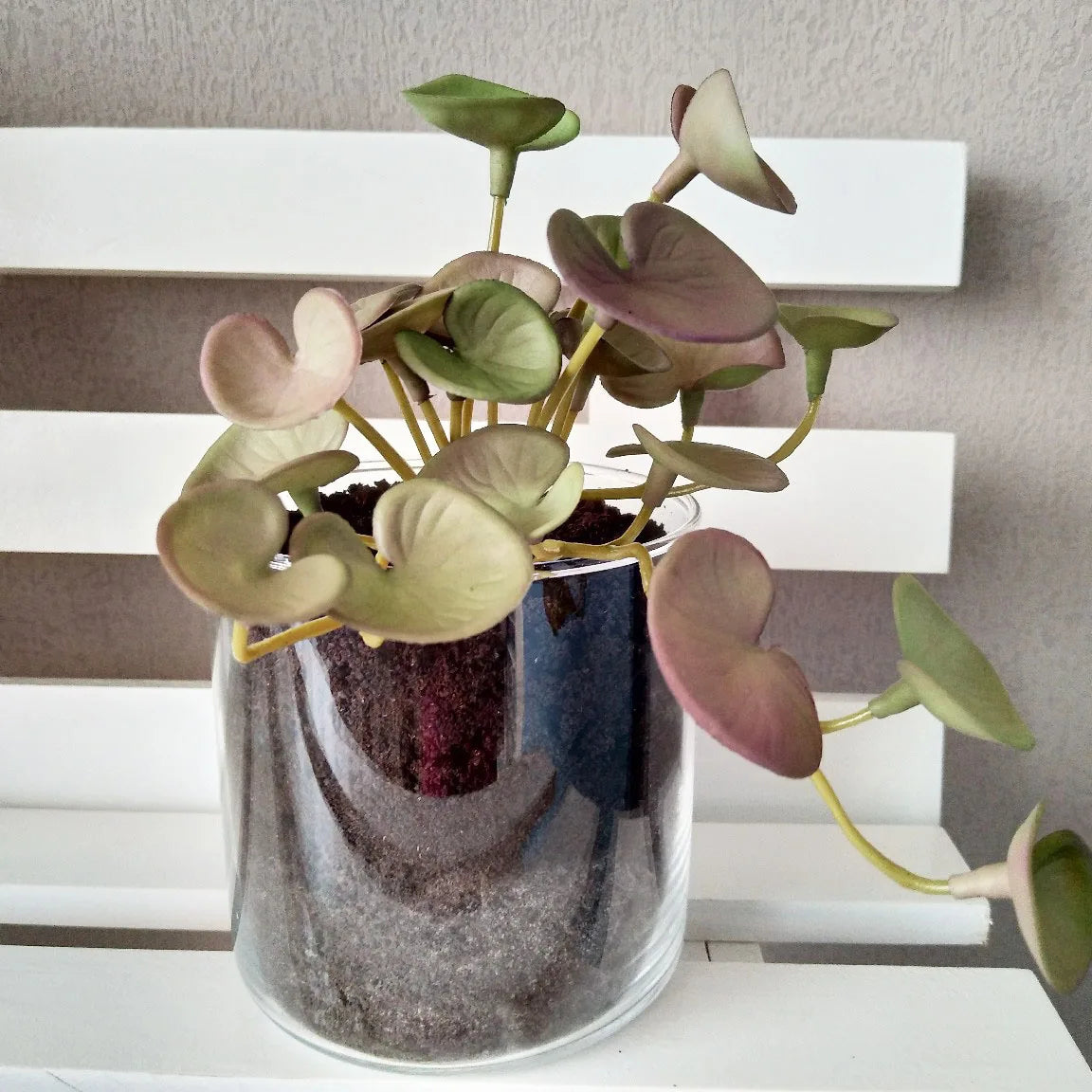 Indoor Potted Plant in Glass Container with Green and Purple Leaves for Home Decor