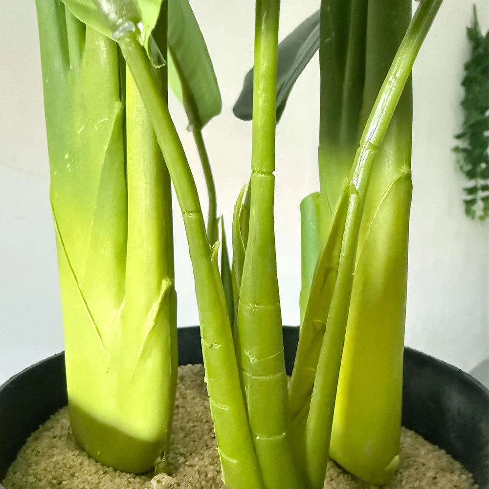Healthy indoor plant with vibrant green stems in a black pot filled with soil