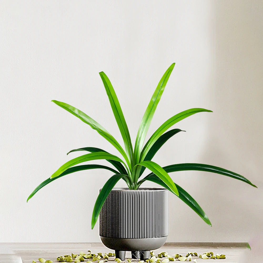 Indoor Plant in Modern Gray Pot with Lush Green Leaves for Home Decoration