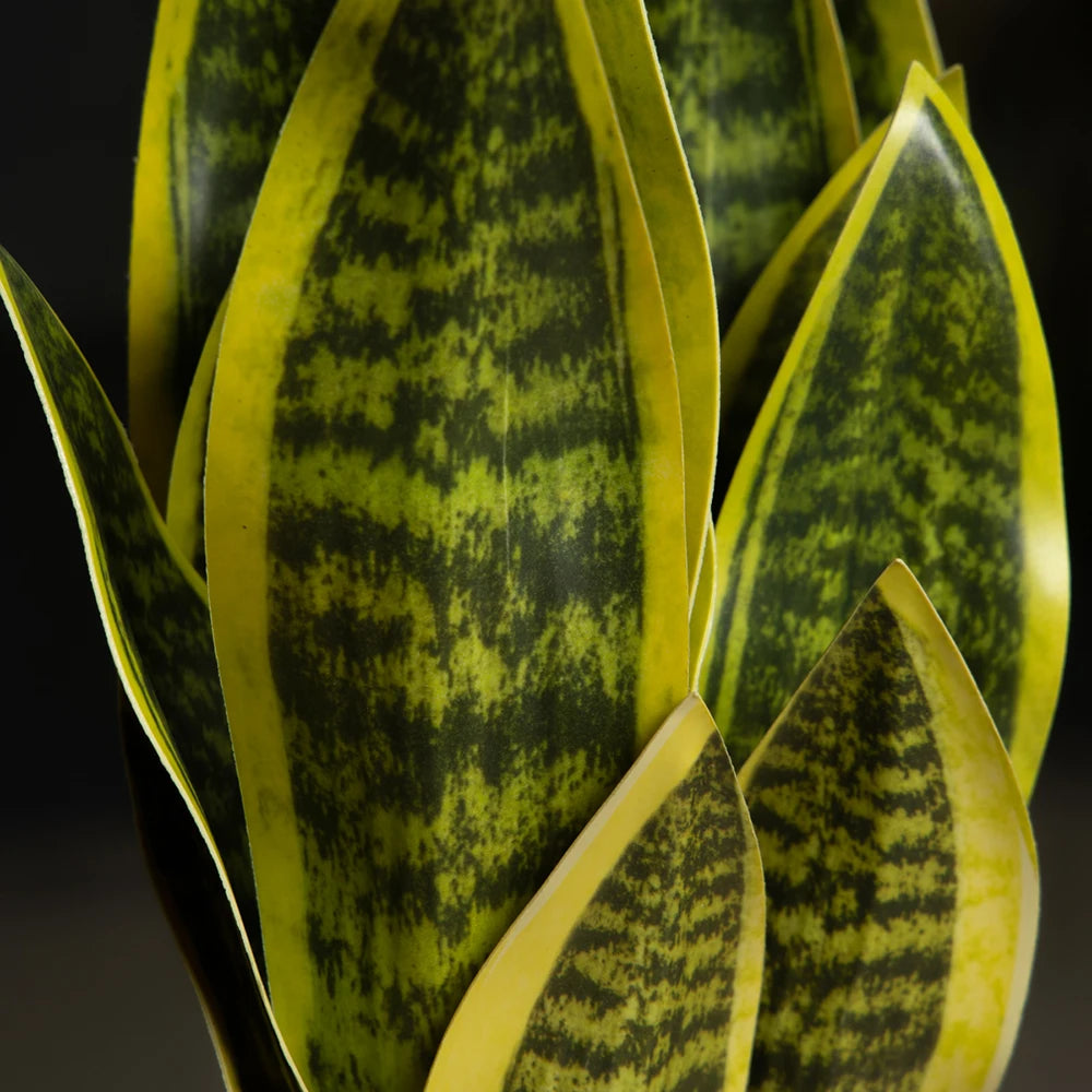 Snake Plant with Yellow Edges, Perfect for Indoor Decoration and Air Purification