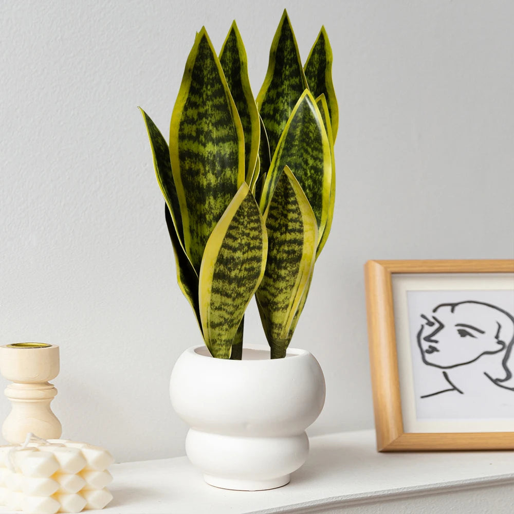 Natural Look Snake Plant in White Pot for Indoor Decoration