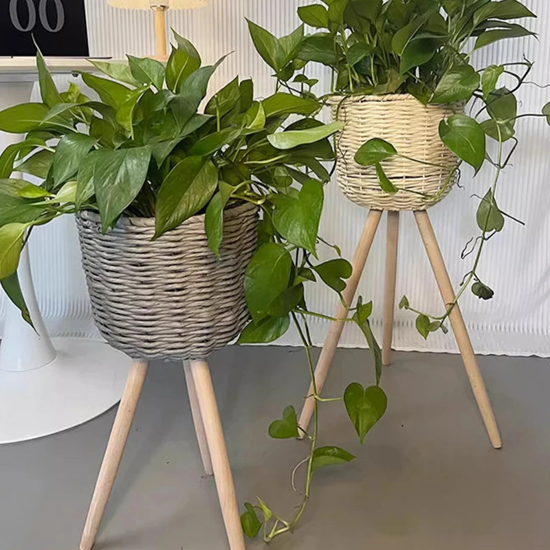 Set of two Mağazam wicker plant stands with climbing green pothos plants for modern decor