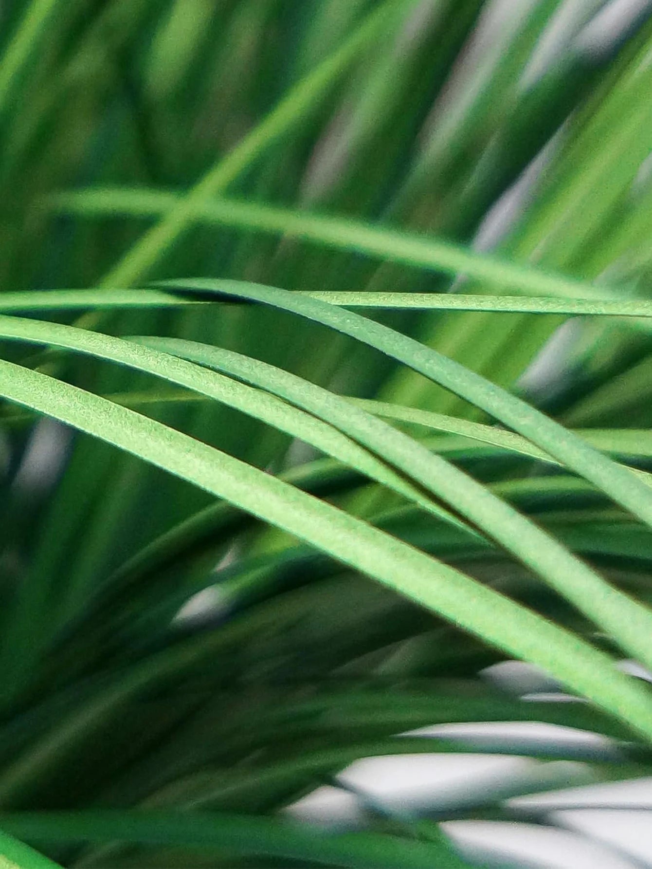 Lush tropical green plants for weddings, adding vibrant greenery to wedding decorations