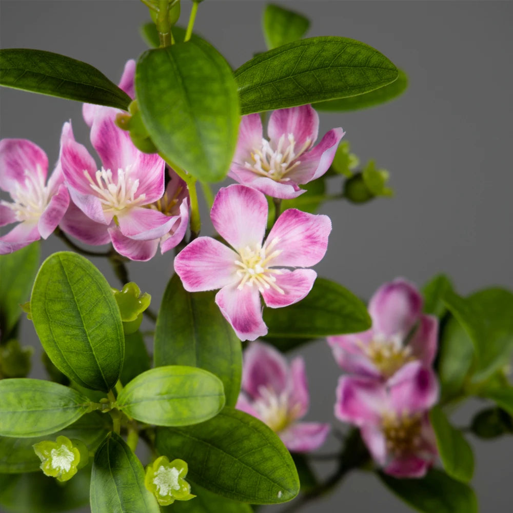 Beautiful pink flowering plant with vibrant green leaves, perfect for home decor