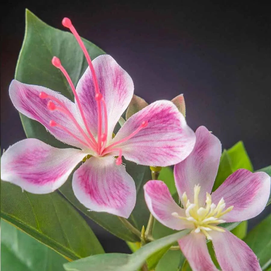 Beautiful Mağazam Pink Tropical Flowers with Delicate Petals and Vibrant Colors