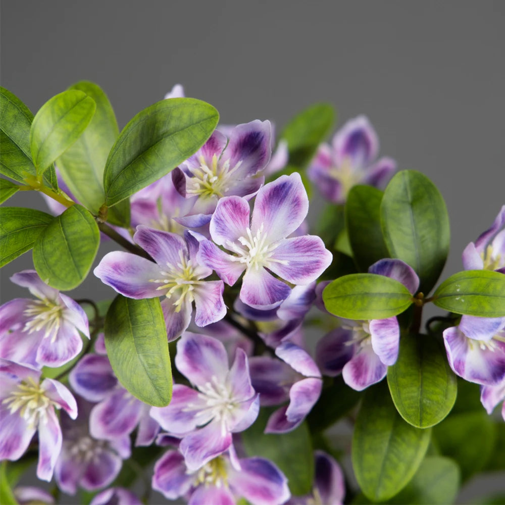 Purple flowering plant from Mağazam with delicate petals and lush green leaves